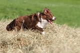 BORDER COLLIE 596